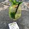B&B Lodge dell'Ospite Ischia