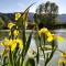 Les Iris - Domaine du Lac de la Vallée - La Roquette-sur-Siagne