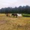 Zacisze przy lesie