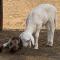 Niedersachsen Guestfarm