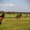 Agroturystyka u Willima