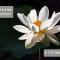 Night Lotus