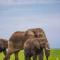 Amanya 2-Bed Lioness Family Tent in Amboseli - Amboseli-Nationalpark