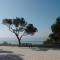 Palmera