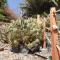 Cactus Guest House
