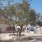Holiday house in Drage with terrace, air conditioning, WiFi, washing machine (4884-1)