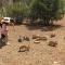 Finca Hotel Ses Cases Noves