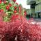 Albergo Residence Isotta