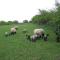 Pointers Guest House - Wistow