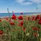 House Albena
