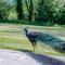 Geoffs Rest at Pond Hall Farm in Hadleigh with Private Hot Tub