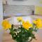Vila Palma - App Palma & Room Figa - 安卡兰