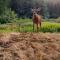 Otter's Pond Bed and Breakfast - Eastsound