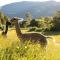 Alpacas Off Grid - Eco Cabin