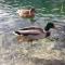 Apartman Black River