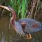 Urdaibai Bird Center - Gautegiz Arteaga