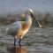 Urdaibai Bird Center - Gautegiz Arteaga