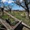 The Olive Grove in Tuscany