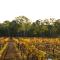 Byronsvale Vineyard and Accommodation - Bendigo