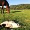 The Saddlery Cheshire