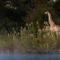 Abelana River Lodge