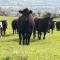 Corderry Farmhouse, idyllic cottage amid 250 acres - Stagdale Bridge