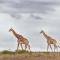 Woodbury Lodge – Amakhala Game Reserve