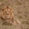 Woodbury Lodge – Amakhala Game Reserve