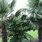 Bild Ferienwohnung Palmengarten