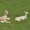 Dartmoor Reach Alpaca Farm Heated Cabins 5 mins drive to Dartmoor - 巴维特雷西