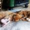 Au Chat Ronfleur photo 23