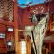 Nativo Lodge - Heritage Hotels and Resorts