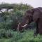 Serengeti Sound of Silence - Parque Nacional Serengeti