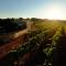 Masseria Trulli e Vigne