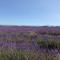 Chambre hôtes Les Garrigues CUCURON - 屈屈龙