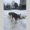 The MountainSide by Escapades Tremblant - مونت تريمبلانت