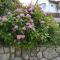 Apartman Domi