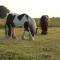Slapen tussen de paarden