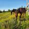 Back Home Lodging - Dutch Brook