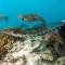Heron Island