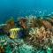 Heron Island
