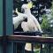 Beech Forest Cottage (Cozy Otways Accommodation)