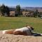 The Fat Mulberry Guest Farm