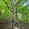 The Forester Schoorl