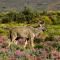 Inverdoorn Game Reserve Lodge