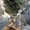 Vacation House Marton - Mandre, Pag
