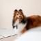 Taitung Rainbow Pet Friendly Maison Resort