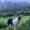 Finca Neblina del Bosque