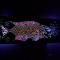 The Mayan Grouper