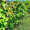 Csicsóka Panoráma Apartman - Balatoncsicsó